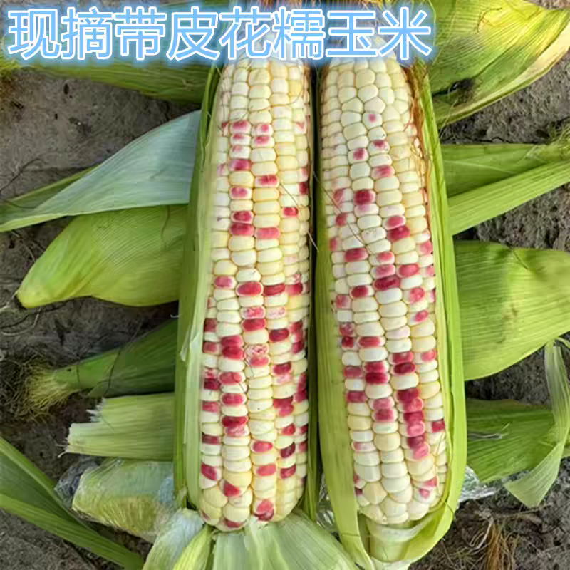 花糯玉米白糯玉米猪饲料玉米产地直销欢迎订购