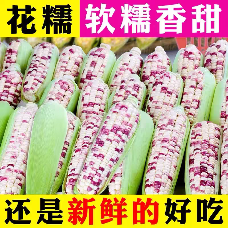 花糯玉米白糯玉米猪饲料玉米产地直销欢迎订购