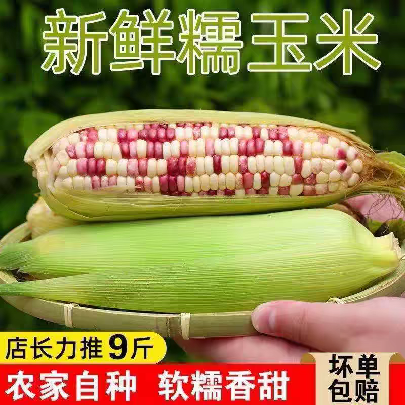花糯玉米白糯玉米猪饲料玉米产地直销欢迎订购