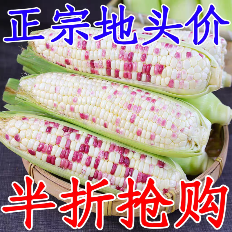 花糯玉米白糯玉米猪饲料玉米产地直销欢迎订购