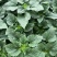 绿化矮生向日葵基本种植高温伏天持续开花