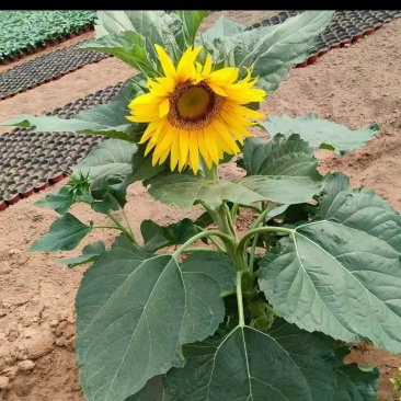 绿化矮生向日葵基本种植高温伏天持续开花