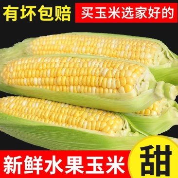 水果玉米甜玉米甜糯玉米产地一手货源支持打款发货