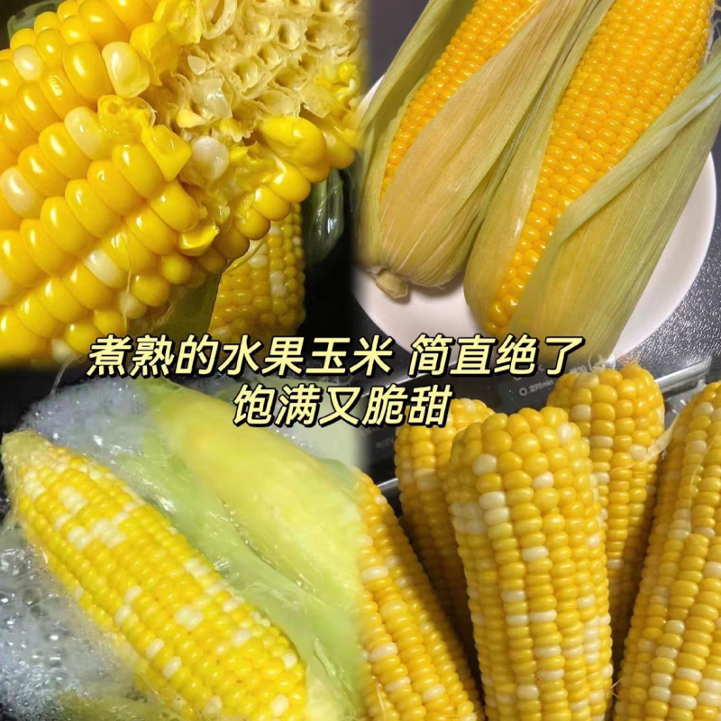 水果玉米甜玉米甜糯玉米产地一手货源支持打款发货