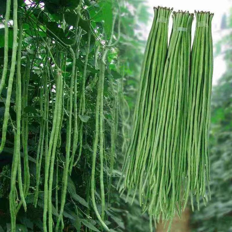 架豆王豆角鹅米豆产地一手货源保质保量欢迎订购