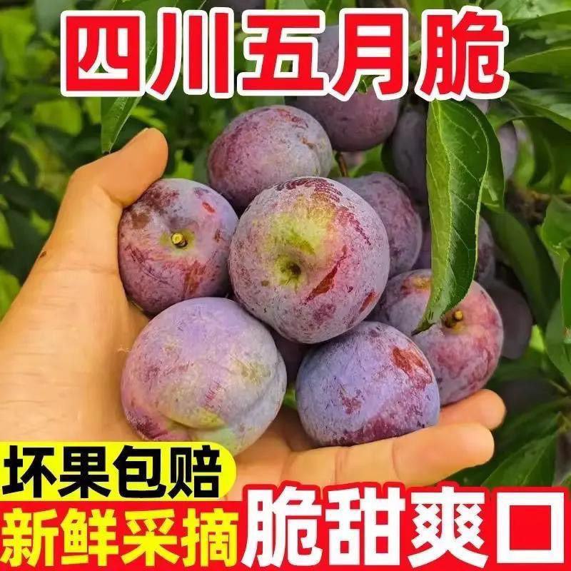 四川五月脆脱骨李对接电商各大平台一件代发