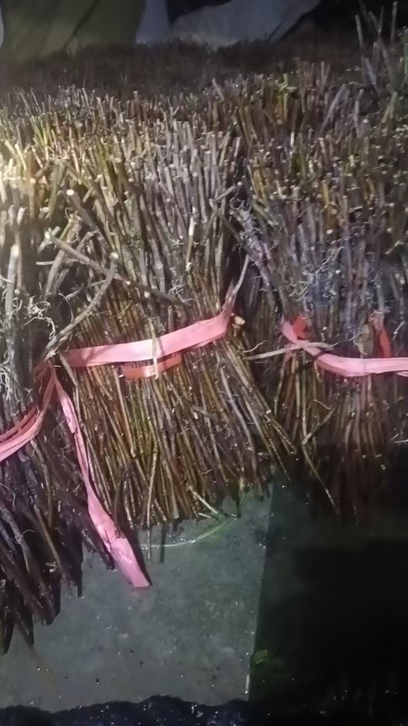 何首乌种苗/贵州产区直发/货源充足/大量有货