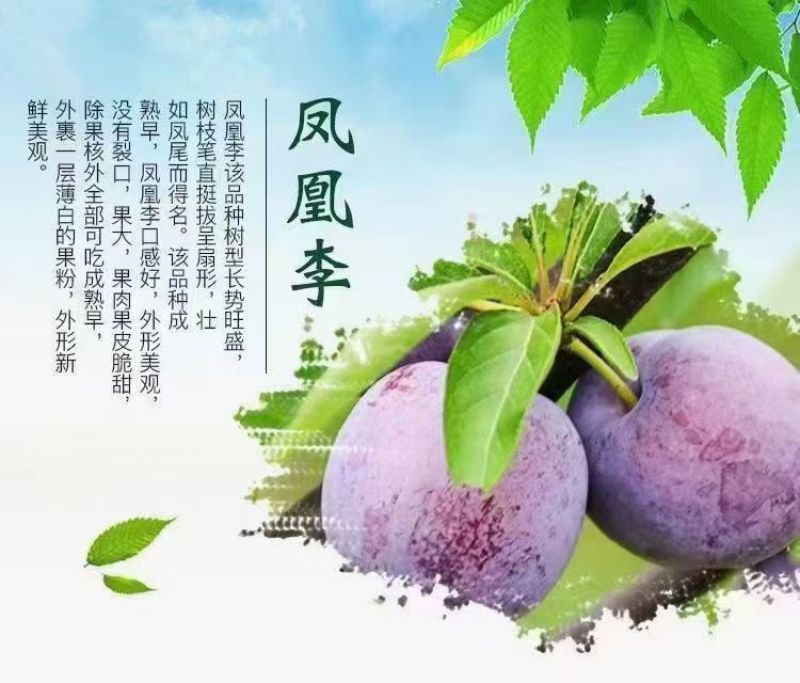 四川五月脆脱骨李对接电商各大平台一件代发
