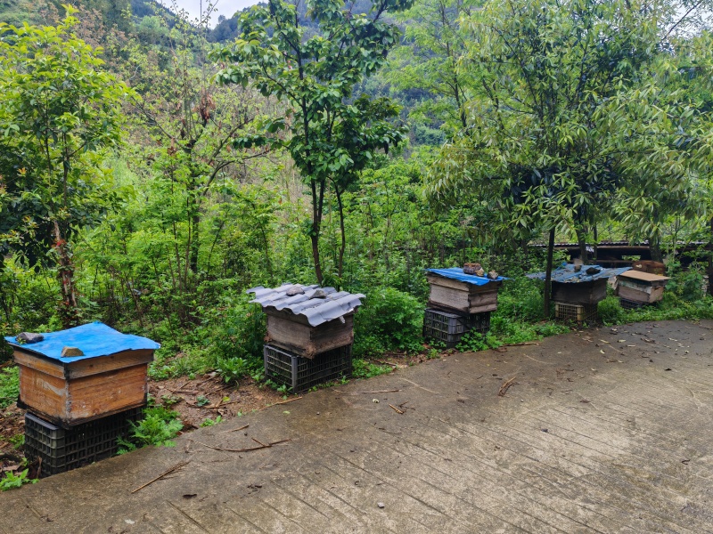 深山秘境百花蜜货源充足质量保证诚信经营欢迎采购