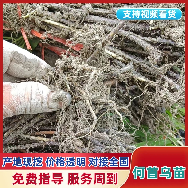 何首乌种苗/贵州产区直发/货源充足/大量有货