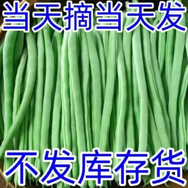白花四季豆红花四季豆产地看货论价保质保量欢迎订购