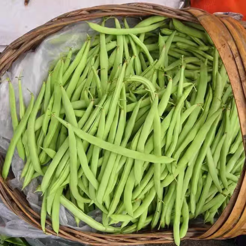 白花四季豆红花四季豆产地看货论价保质保量欢迎订购