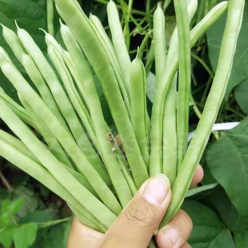 白花四季豆红花四季豆产地看货论价保质保量欢迎订购