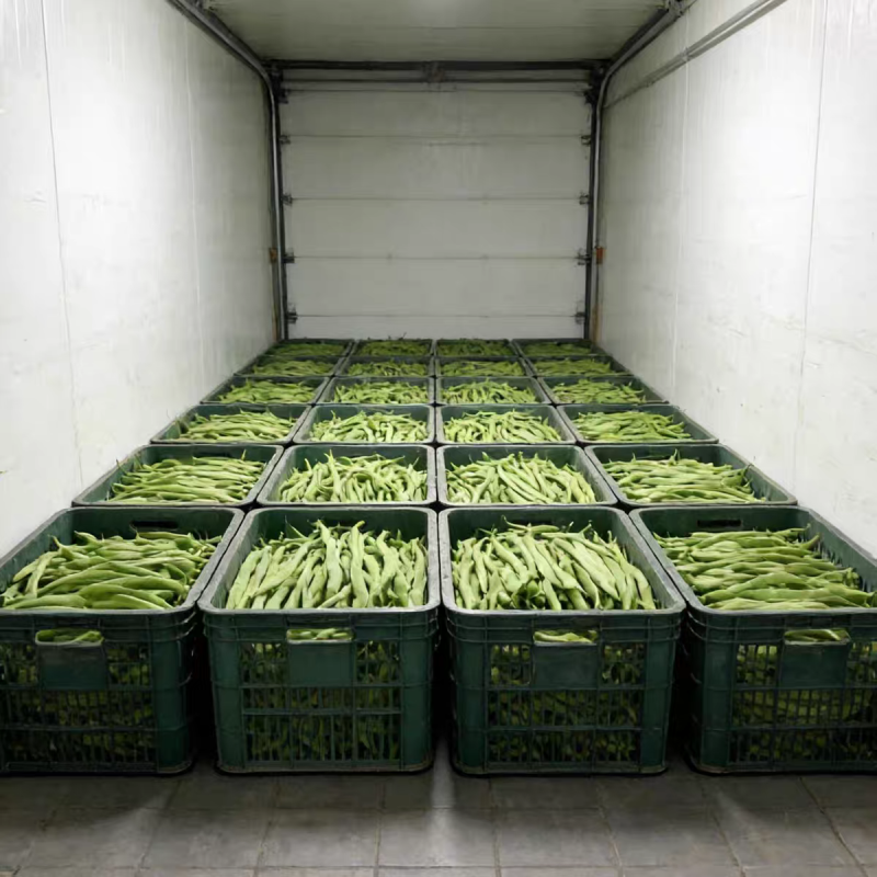白花四季豆红花四季豆产地看货论价保质保量欢迎订购