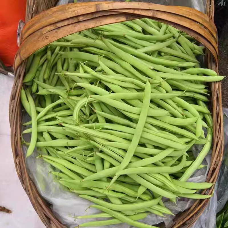 白花四季豆红花四季豆产地看货论价保质保量欢迎订购