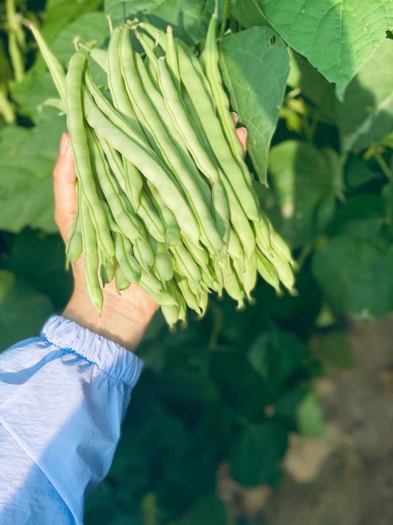白花四季豆红花四季豆产地看货论价保质保量欢迎订购
