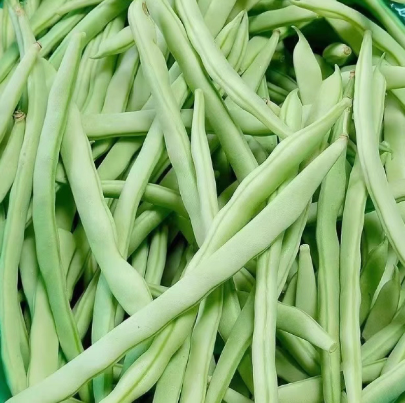 白花四季豆红花四季豆产地看货论价保质保量欢迎订购