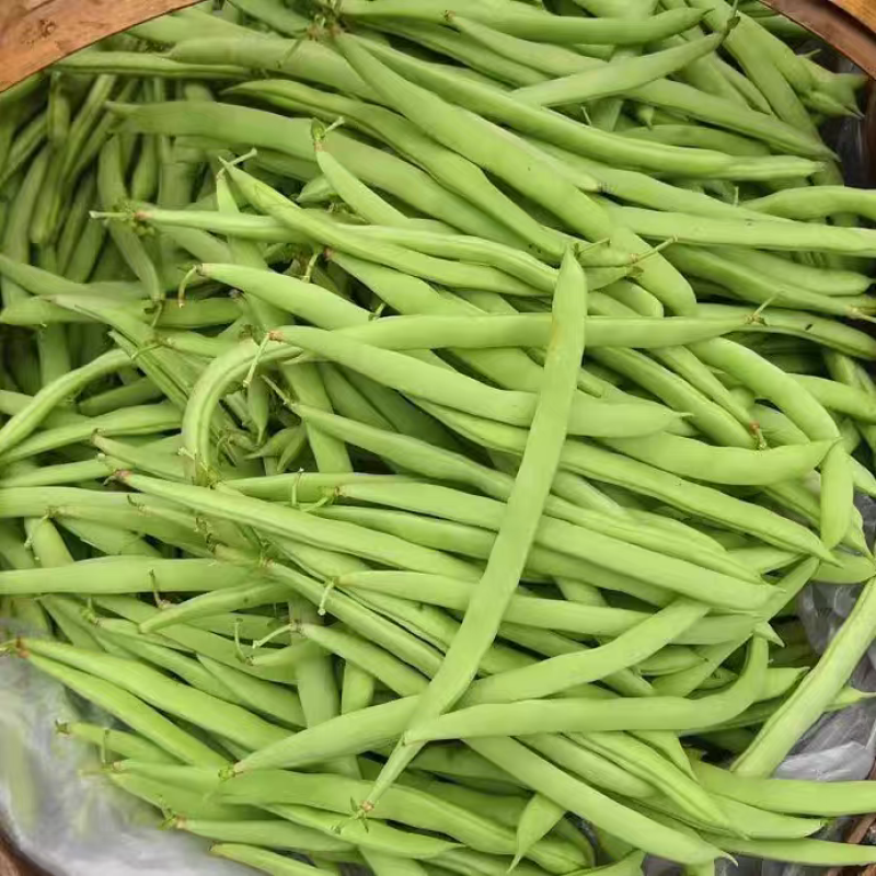 白花四季豆红花四季豆产地看货论价保质保量欢迎订购
