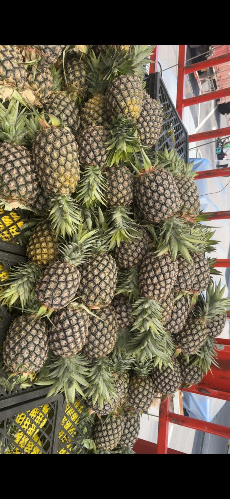 卡因凤梨西双版纳
