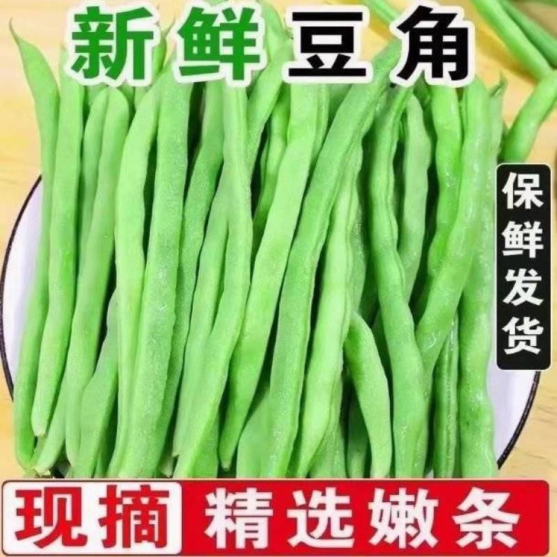 红花四季豆产地看货论价保质保量欢迎订购