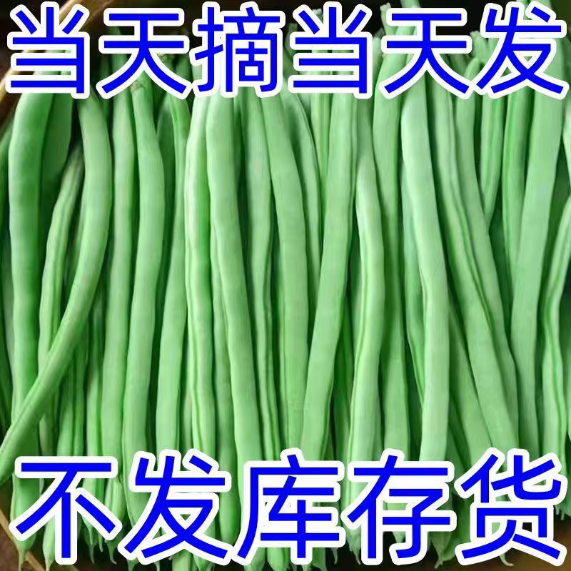 红花四季豆产地看货论价保质保量欢迎订购