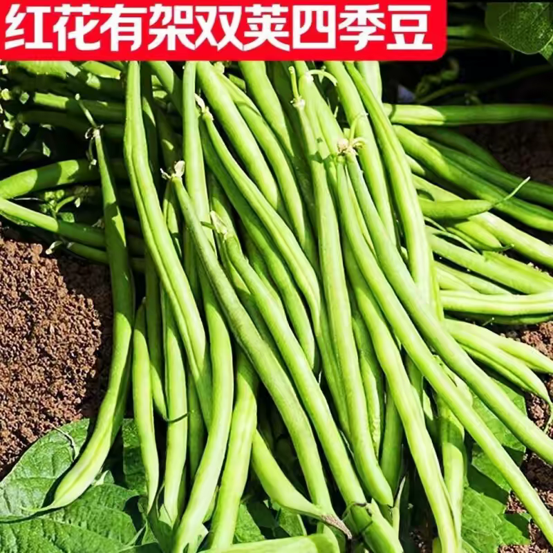 红花四季豆产地看货论价保质保量欢迎订购
