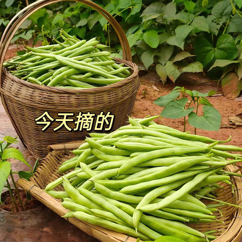 红花四季豆产地看货论价保质保量欢迎订购