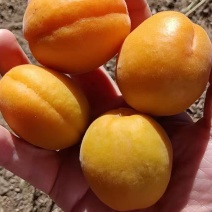 金太阳杏