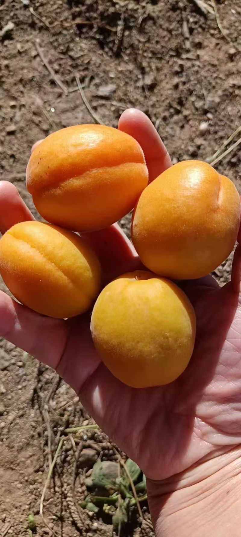 金太阳杏