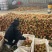 山西精品毛桃突围桃春蜜春雪红不软秦王一手货源