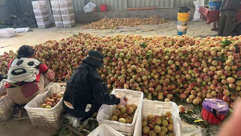 山西精品毛桃突围桃春蜜春雪红不软秦王一手货源
