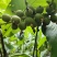 广东草寇