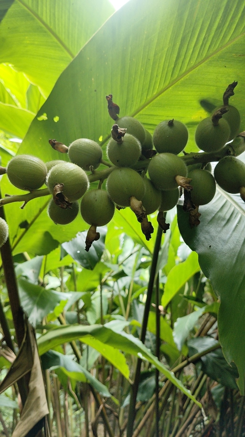 广东草寇