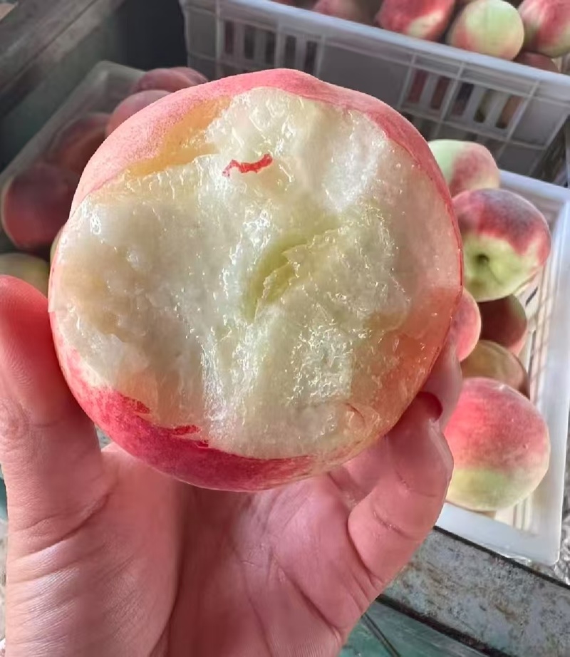 推荐山西运城毛桃春蜜春雪突围红不软秦王大量联系