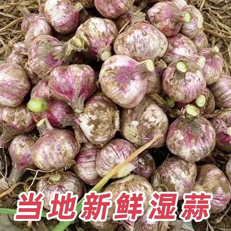 河北魏县大蒜