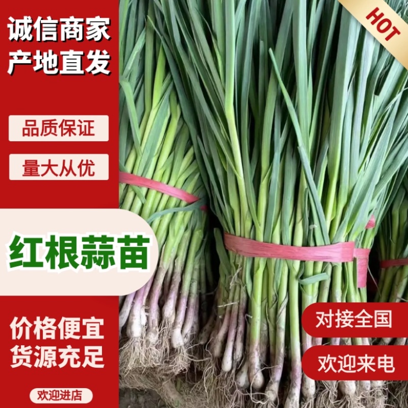 河南露天红根蒜苗大量供应大量上市中质量保障可供商超