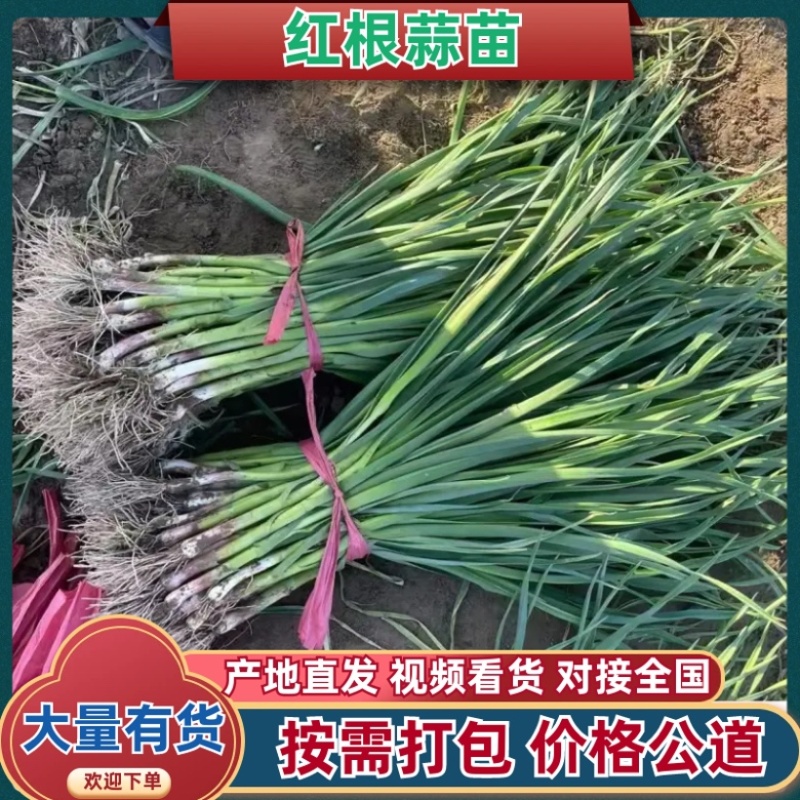 河南露天红根蒜苗大量供应大量上市中质量保障可供商超