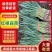 河南露天红根蒜苗大量供应大量上市中质量保障可供商超