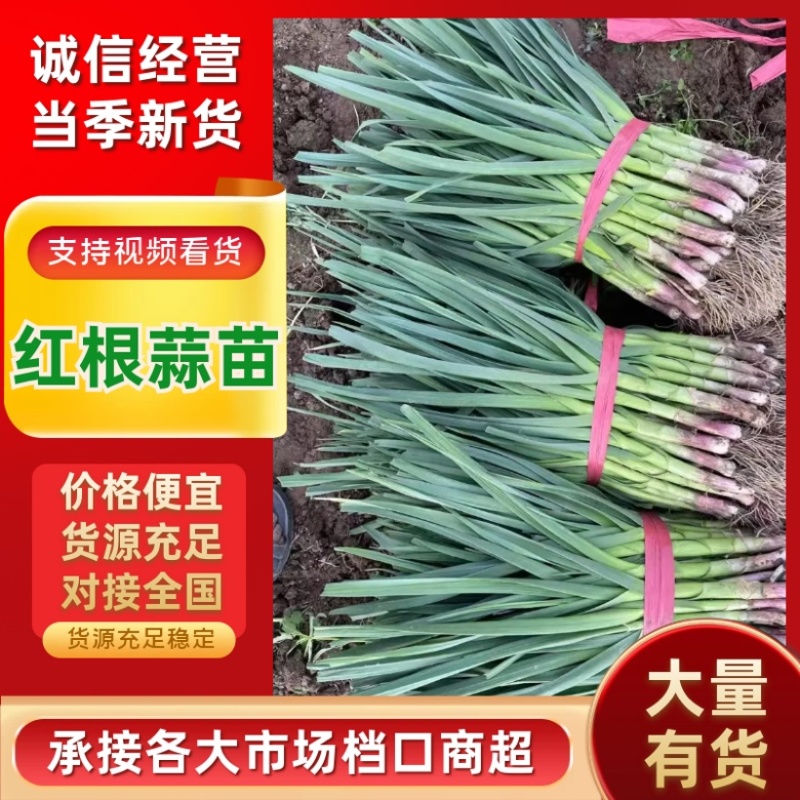 河南露天红根蒜苗大量供应大量上市中质量保障可供商超