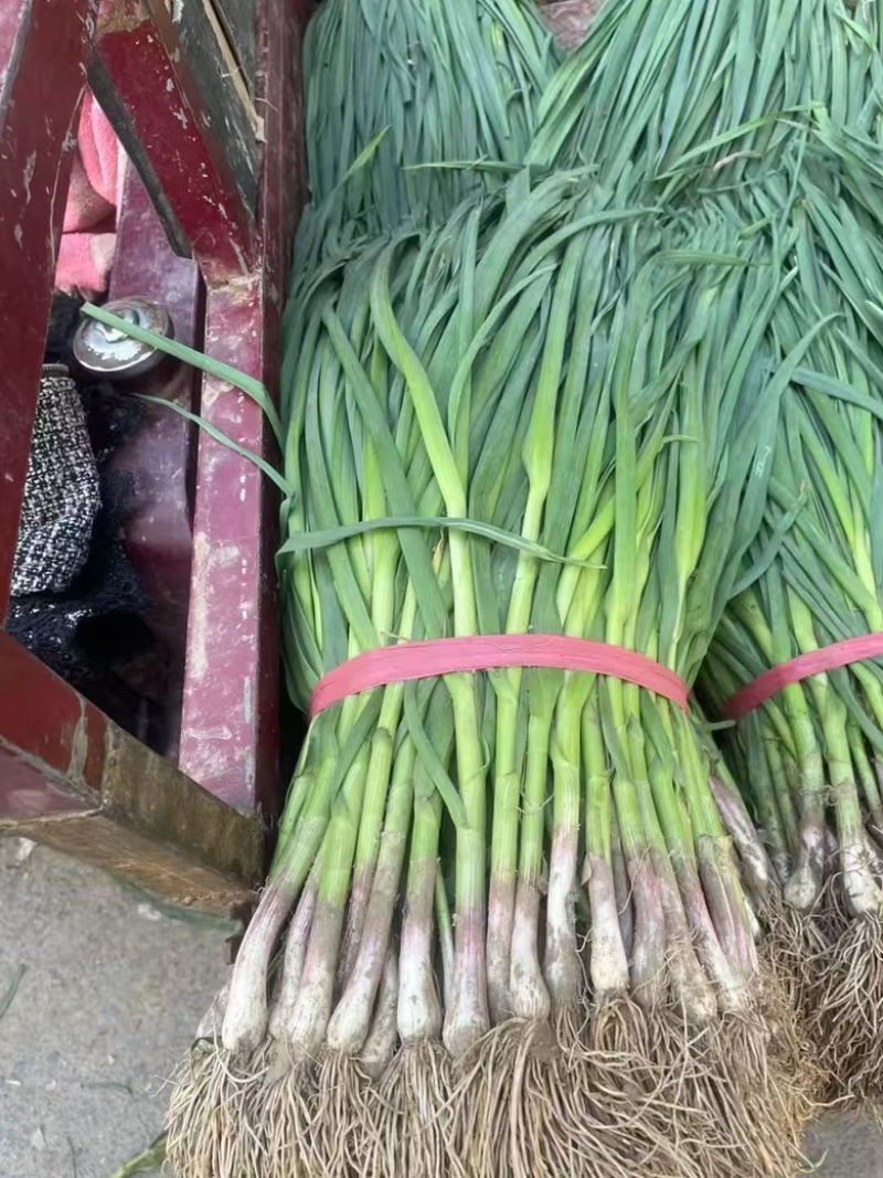 河南露天红根蒜苗大量供应大量上市中质量保障可供商超