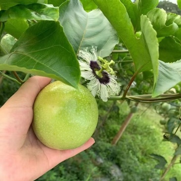 百香果