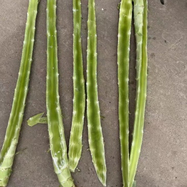 里外绿杆子