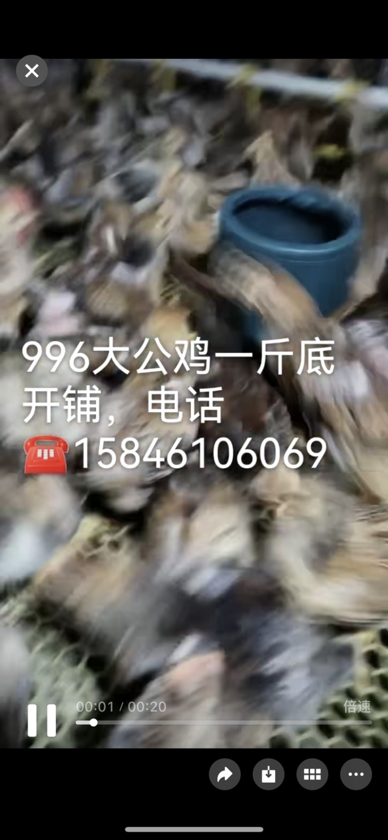 公鸡幼苗