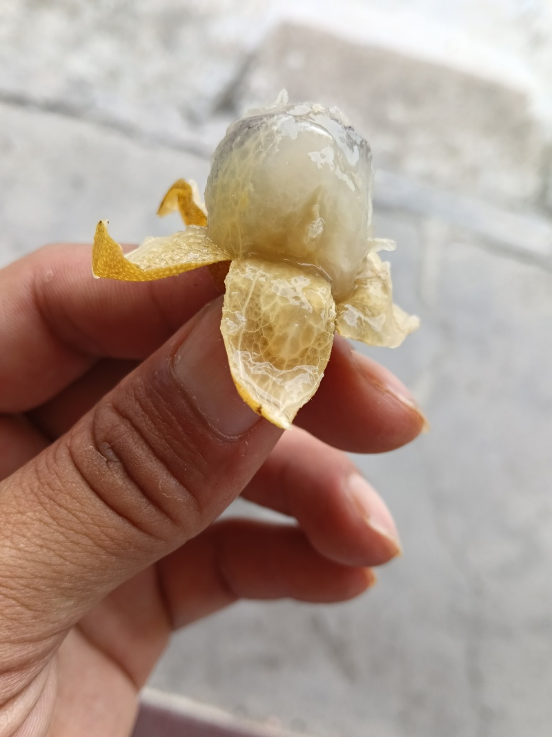 鸡心酸黄皮