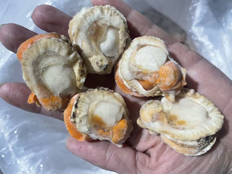 直孔贝