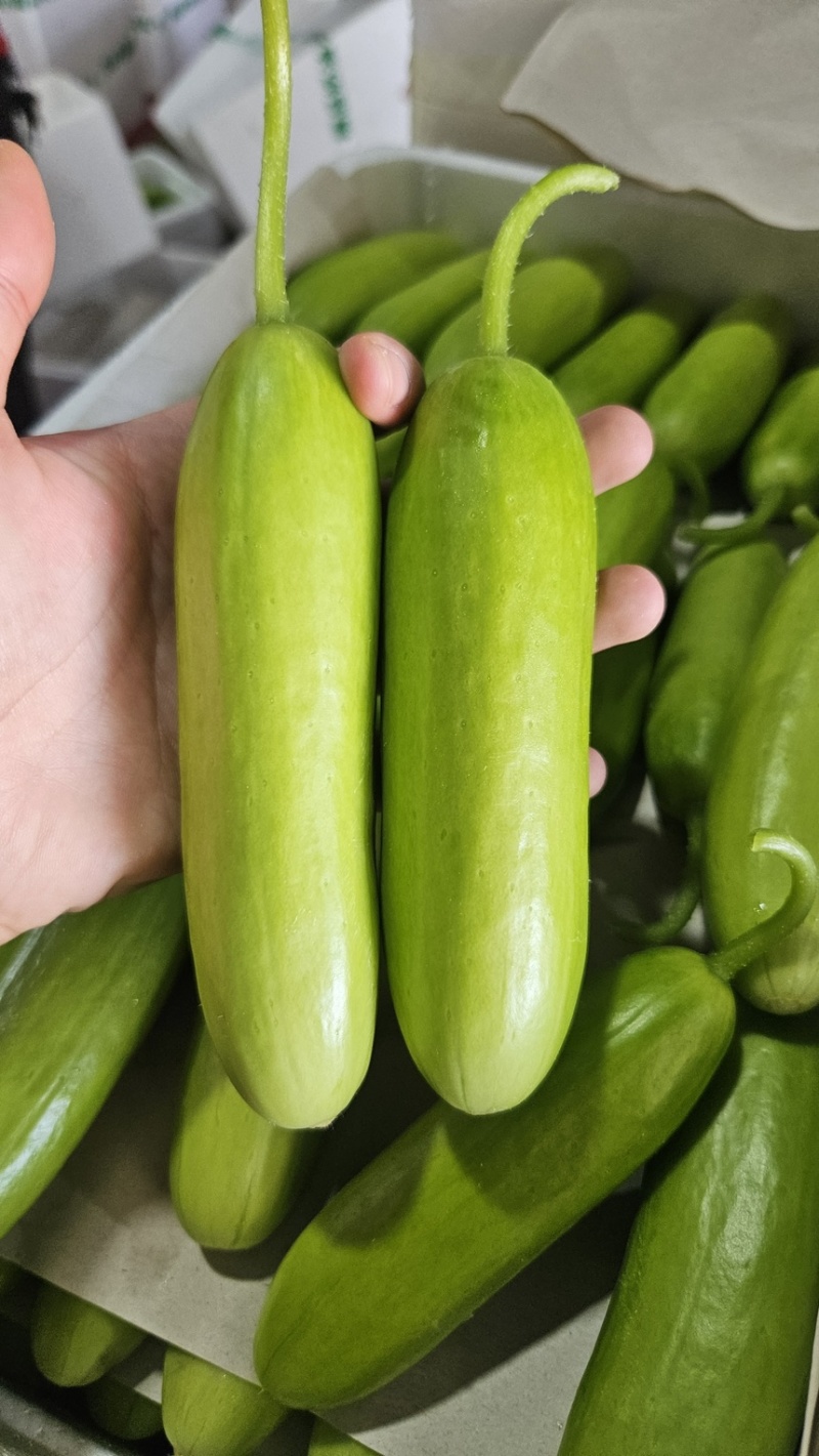 奶油黄瓜