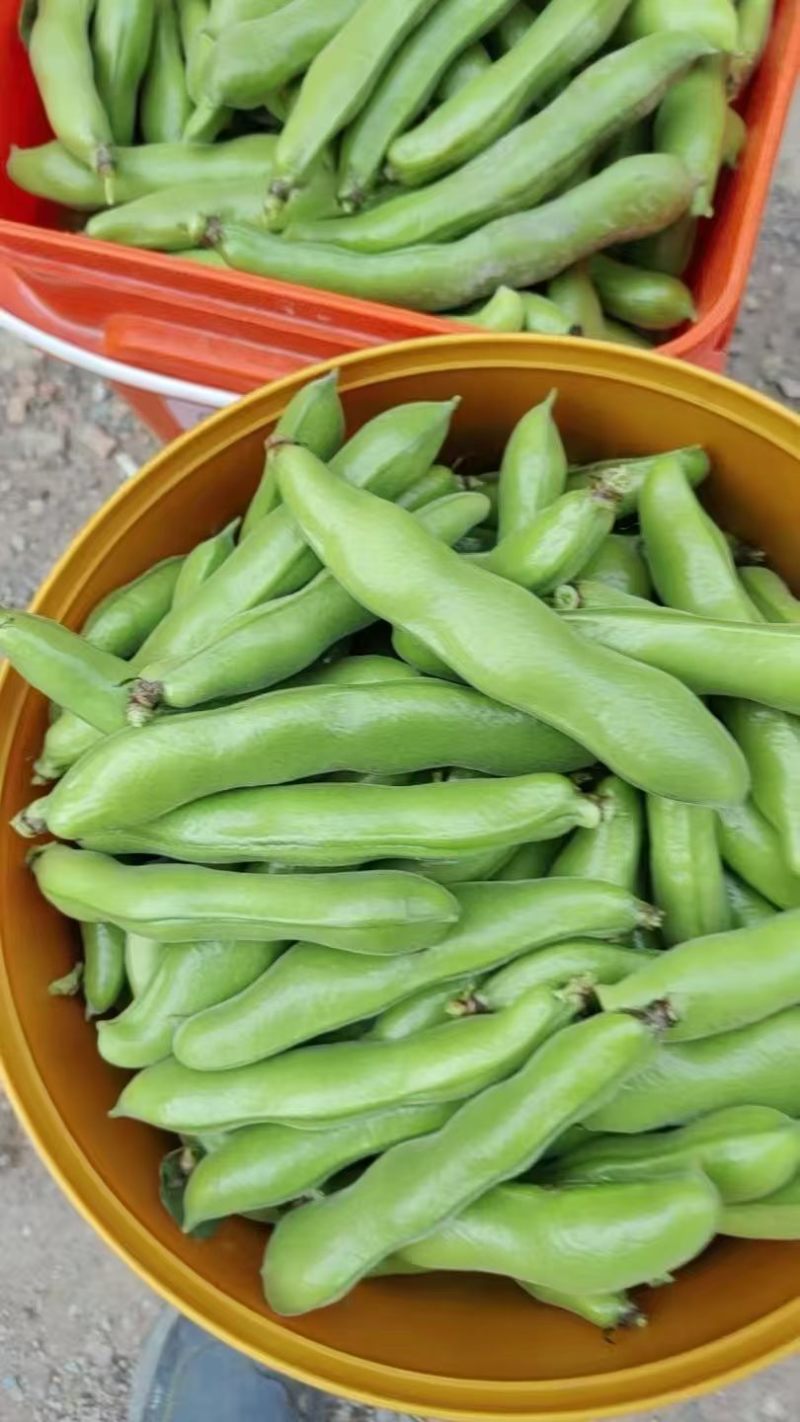 豌豆，蚕豆