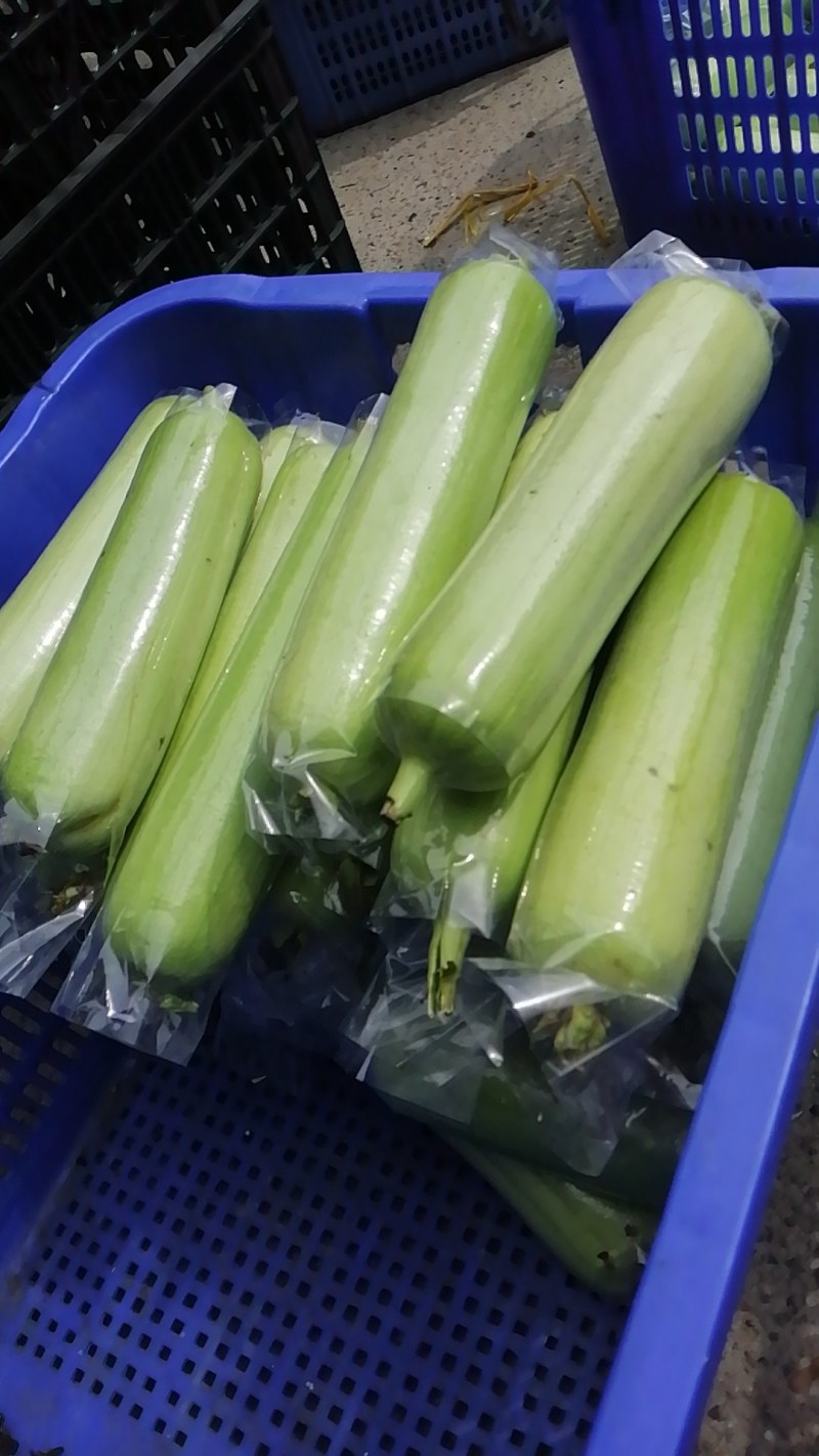 白玉丝瓜