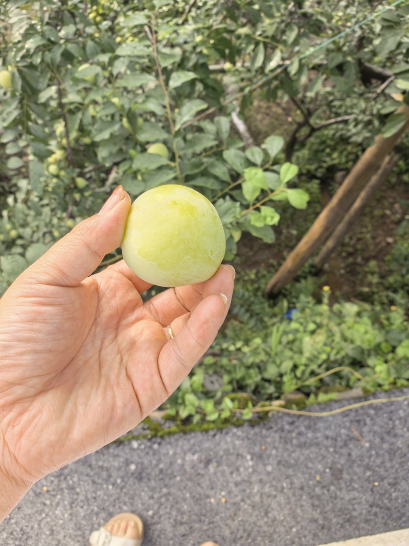 桃花李上市了需要的老板联系***********