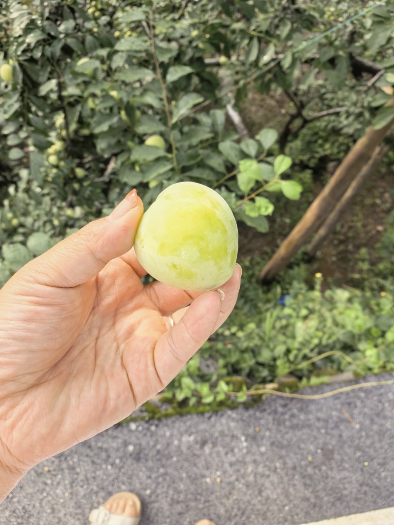 桃花李上市了需要的老板联系***********